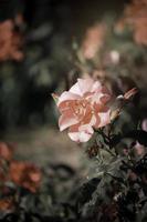 oranje rozen bloeien in de zomertuin, een van de meest geurige bloemen, best ruikende, mooie en romantische bloemen foto