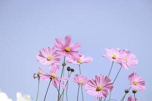 roze kosmos bloem bloeiend kosmos bloem veld met blauwe lucht, mooie levendige natuurlijke zomertuin buiten park afbeelding. foto