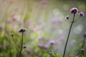 verbena bloem argentijnse ijzerhard of purpletop ijzerhard mooie paarse bloemen bloeien in de wei foto