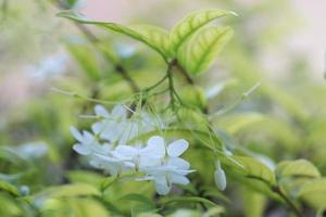 mooie geurige witte bloemen bloeien in de zomertuin, wild water pruim bloem met groene natuur wazig achtergrond. foto