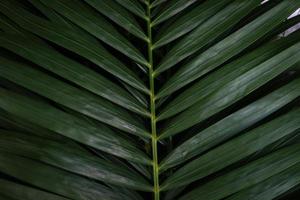 tropisch groen palmblad, donkergroene natuurlijke patroonachtergrond, exotische plant. foto