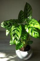 calathea leopardina groen patroon blad close-up. kamerplanten in pot, groene woondecoratie, verzorging en teelt, marantaceae-variëteit. foto