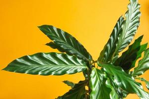 calathea rufibarba groen fluwelen blad close-up. kamerplanten in pot, groene woondecoratie, verzorging en teelt, marantaceae-variëteit. foto