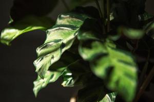 calathea lietzei groen gestreept patroon blad close-up. kamerplanten in pot, groene woondecoratie, verzorging en teelt, marantaceae-variëteit. foto