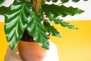 calathea rufibarba groen fluwelen blad close-up. kamerplanten in pot, groene woondecoratie, verzorging en teelt, marantaceae-variëteit. foto