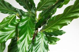 calathea rufibarba groen fluwelen blad close-up. kamerplanten in pot, groene woondecoratie, verzorging en teelt, marantaceae-variëteit. foto