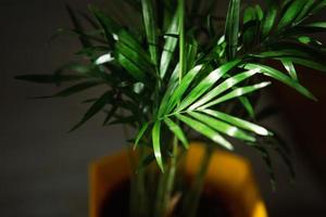 palm hamedorea bamboe in een pot - kamerplanten close-up. hovea tropische plant, verzorging en teelt foto