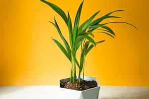 palm hamedorea bamboe in een pot - kamerplanten close-up. hovea tropische plant, verzorging en teelt foto
