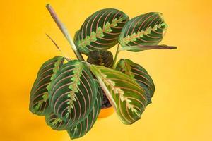 mooie maranta bladeren met een ornament op een gele achtergrond close-up. maranthaceae-familie is een pretentieloze plant. ruimte kopiëren. het kweken van kamerplanten in pot, groene woondecoratie, verzorging en teelt foto