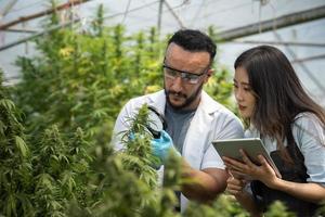 twee wetenschappers die vergrootglas gebruiken om cannabisplant te controleren op onderzoek in een kas. alternatief medicijn. het kweken van biologisch cannabiskruid op de boerderij. marihuana voor alternatief medisch concept. foto