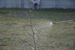 bomen en planten besproeien met een oplossing om te beschermen foto