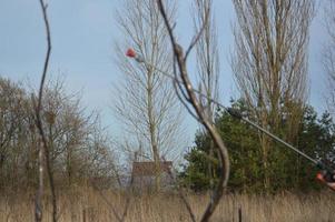 bomen en planten besproeien met een oplossing om te beschermen foto