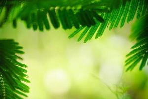 prachtige natuur weergave groen blad op wazig groene achtergrond onder zonlicht met bokeh en kopieer ruimte als achtergrond natuurlijke planten landschap, ecologie behang concept. foto