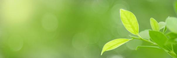 close-up van de natuur weergave groen blad op wazig groen achtergrond onder zonlicht met bokeh en kopieer ruimte als achtergrond natuurlijke planten landschap, ecologie dekking concept. foto