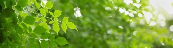 close-up van de natuur weergave groen blad op wazig groen achtergrond onder zonlicht met bokeh en kopieer ruimte als achtergrond natuurlijke planten landschap, ecologie dekking concept. foto