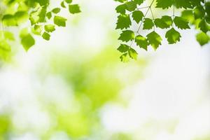 close-up van de natuur weergave groen blad op onscherpe groene achtergrond onder zonlicht met bokeh en kopieer ruimte als achtergrond natuurlijke planten landschap, ecologie behang concept. foto