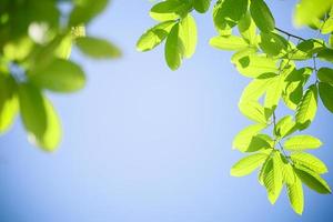 close-up van de natuur weergave groen blad op heldere blauwe hemelachtergrond onder zonlicht met kopieerruimte als achtergrond natuurlijke planten landschap, ecologie dekking concept. foto