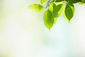 close-up van de natuur weergave groen blad op onscherpe groene achtergrond onder zonlicht met bokeh en kopieer ruimte als achtergrond natuurlijke planten landschap, ecologie behang concept. foto