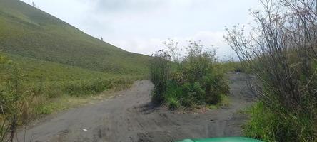 verschillende varianten van bloemen en grassen verspreid over de weilanden in de bromo tegger bergen, indonesië foto