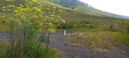 verschillende varianten van bloemen en grassen verspreid over de weilanden in de bromo tegger bergen, indonesië foto