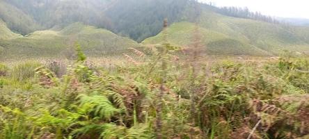 verschillende varianten van bloemen en grassen verspreid over de weilanden in de bromo tegger bergen, indonesië foto