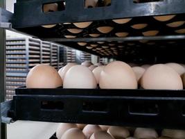 de wat eieren op het dienblad, broedeieren in industriële boerderijbroederij. foto