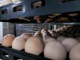 de wat eieren op het dienblad, broedeieren in industriële boerderijbroederij. foto