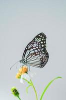 mooie vlinders in de natuur zijn op zoek naar nectar van bloemen in de thaise regio van thailand. foto