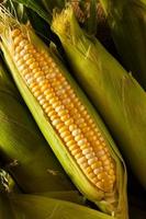 rauwe biologische gele seet maïs foto
