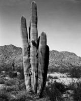 woestijn saguaro foto