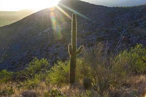 zonsondergang met prachtige groene cactussen in landschap foto