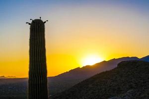 zonsondergang met prachtige groene cactussen in landschap foto