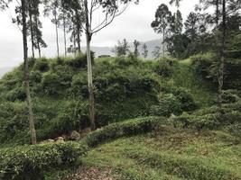 theeplantages in sri lanka foto