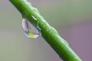 tropische groene bladeren achtergrond. zomer concept. foto