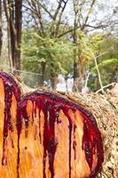 latex dwarsdoorsnede van het hout is rood gebeitst. foto