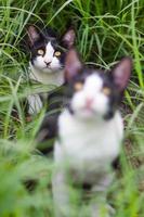 twee katten in het gras. foto
