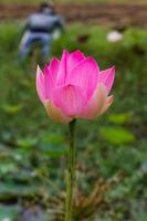 roze lotus met vogelverschrikker foto