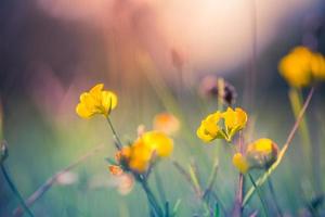 abstract zonsondergangveldlandschap van gele bloemen en grasweide op warme gouden uur zonsondergang of zonsopgang. rustige lente zomer natuur close-up en wazig bos achtergrond. idyllische natuur