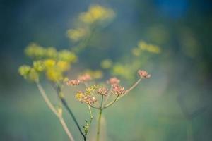 abstract zonsondergangveldlandschap van gele bloemen en grasweide op warme gouden uur zonsondergang of zonsopgang. rustige lente zomer natuur close-up en wazig bos achtergrond. idyllische natuur foto