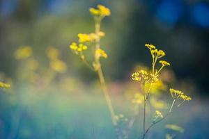 abstract zonsondergangveldlandschap van gele bloemen en grasweide op warme gouden uur zonsondergang of zonsopgang. rustige lente zomer natuur close-up en wazig bos achtergrond. idyllische natuur foto