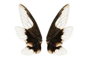 vleugels van insecten foto