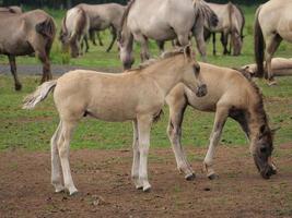 veel wilde paarden in duitsland foto