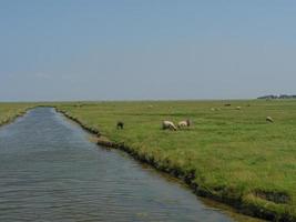 hallig hooge in de Duitse Noordzee foto