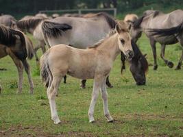 wild paard in duitsland foto