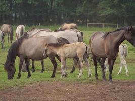 wild paard in duitsland foto