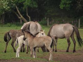 veel wilde paarden in duitsland foto