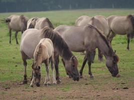 wilde paarden in duitsland foto