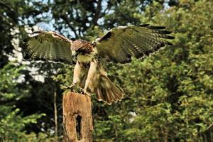 een close up van een gewone buizerd foto