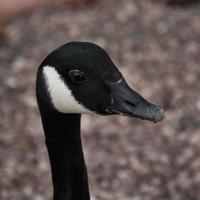 een close up van een Canadese gans foto