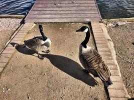 een close up van een Canadese gans foto